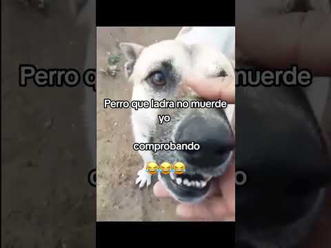 Perro que muerde no ladra. 🙂‍↔️ #shorts #youtubeshorts