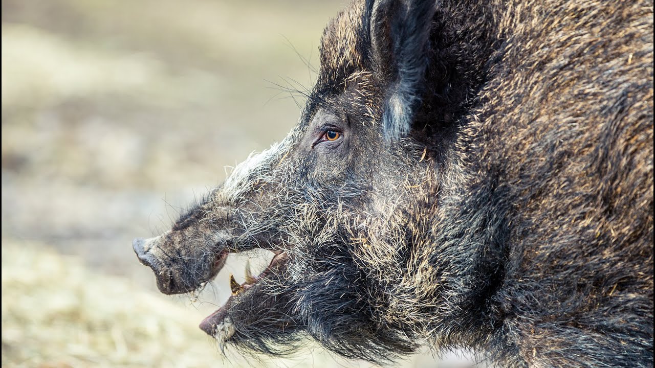 Catching Wild Boar WITH ORANGE JELLO! What is the BEST bait for Massive Wild BOAR
