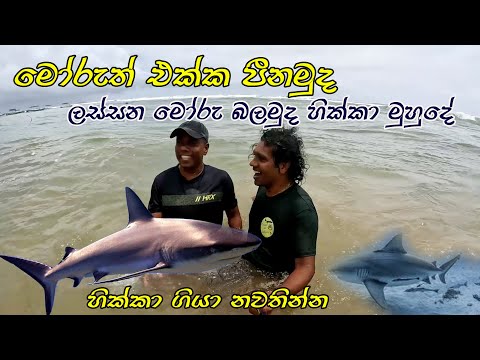 Live Shark watching in the Hikka Sea 😍 හික්කා ගිහින් නවතින්න ලස්සනම විලා එකක්🧡 Sea Bath