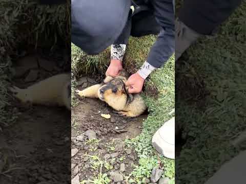 Marmot Funny Cute #marmot #funny #cute
