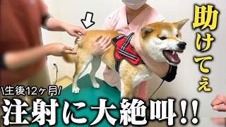 【絶叫】予防接種の注射に泣き叫ぶ柴犬の反応が可愛すぎました...