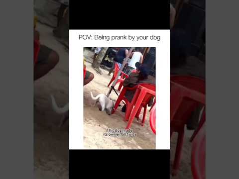 Dogs being idiots part 250: Your dog prank you 🤣🐕 #funnydog #funnypet #cutedog #dog #pets #shorts