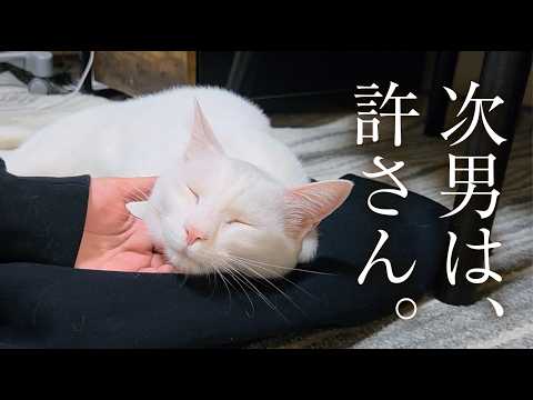 白猫と息子の奇妙な関係。