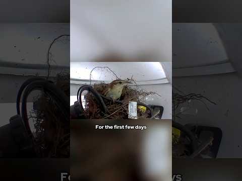 A bird's nest in my propane tank?!