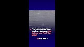 Two humpback whales spotted swimming near Melbourne’s West Gate bridge