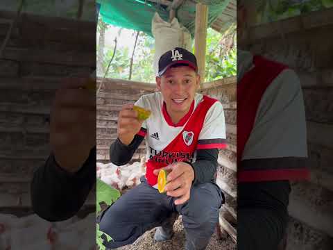 Este es el remedio casero que utilizo para pollos🐣de🐤engorde🐥