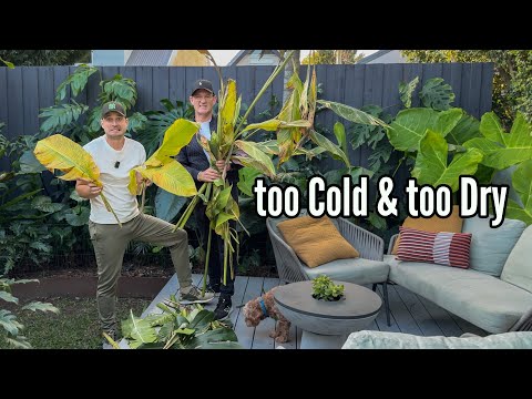 Can this Tropical Garden survive the Cold Snap? ❄️🌿