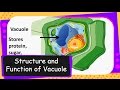 Cell Organelles and Their Functions