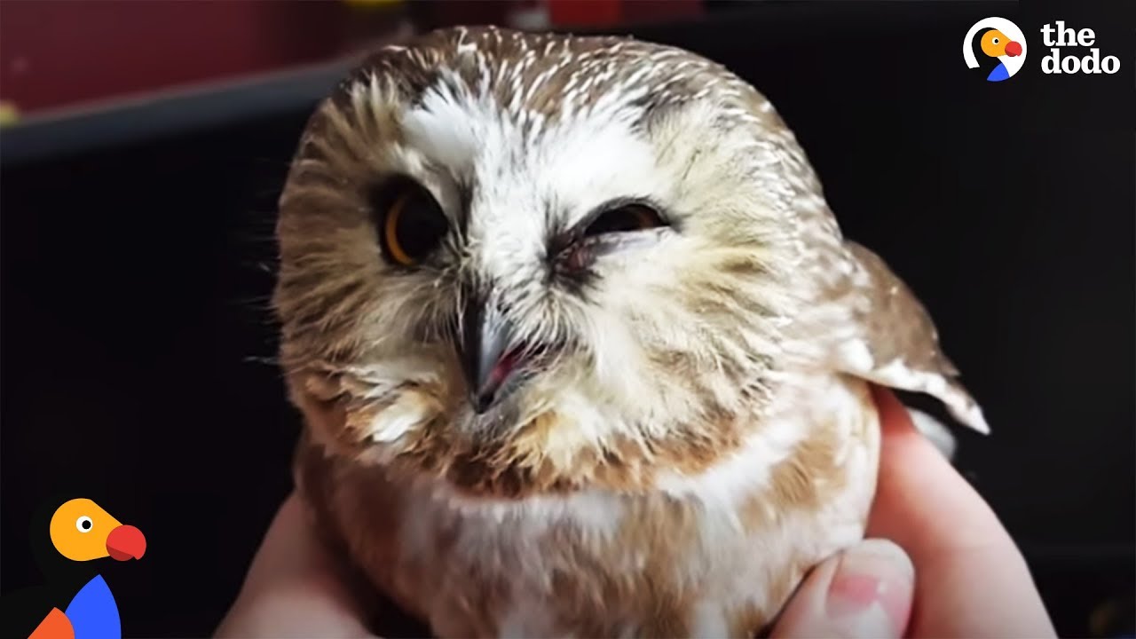 Stunned Owl Flies Into Window and Thanks Family Who Rescues Him