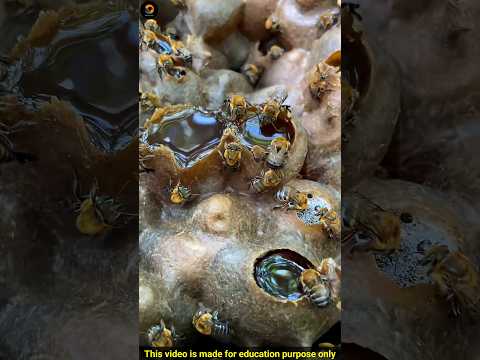 This Honey Is So Expensive by Factz Riyad #shorts