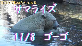 🐻‍❄️　サマライズ～November 8～　Mr.ゴーゴ　2023/11/8