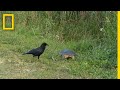 Turtle Behavior and Survival Strategies