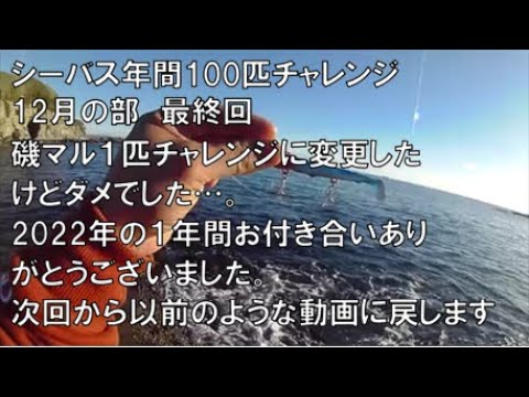 大惨敗で終了、お付き合いありがとうございました【シーバス年間100匹チャレンジ１２月の部、最終回】