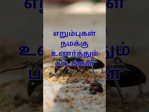 Why Ants Are Better at Business than You