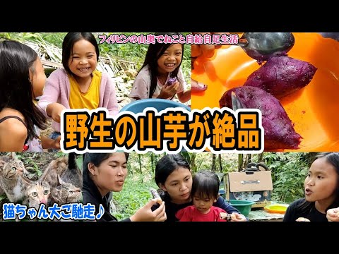 野良山芋のふかし芋がゲキウマ！チーズ入り春巻きが美味しい！【フィリピンの山奥でねこと自給自足生活】