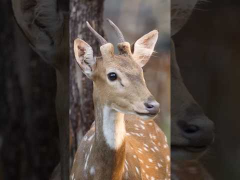 I Photographed the Cutest Deer ever!