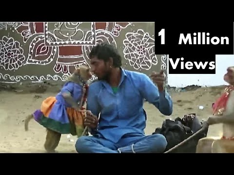 बन्दर चला ससुराल -मदारी  बन्दर बंदरिया का कॉमेडी खेल, - India Street Circus Video