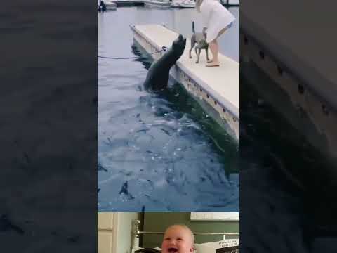 Sea Lion Attack On Dog ? | Animal Funny Video | #shorts #youtubeshorts