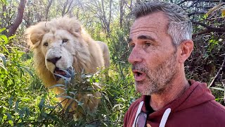 Do LIONS Have Characters? | The Lion Whisperer