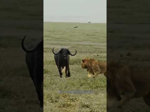 अकेले भैंसे की शेरों से टक्कर 😱 | #shorts #viralvideo #animalrescue