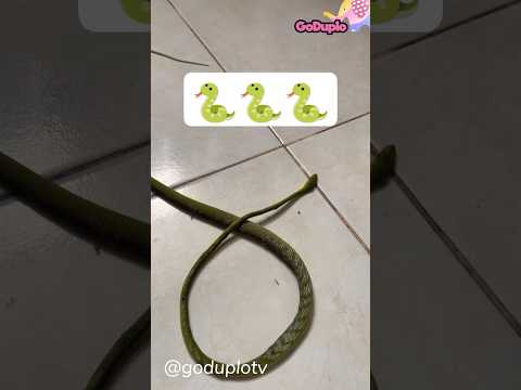 Kompilasi Shorts Hewan Ular , Keong, Kadal #goduplotv #shorts #hewan