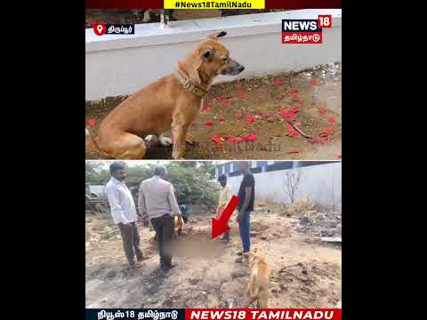 Dog Friendship | நண்பனை பார்த்த தேதி மட்டும்…ஒட்டி கொண்டதேன் நியாபகத்தில் | N18S