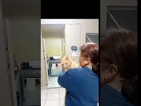 Pasos Antes De Una Vacunación #cat #reels #viralvideo #gato #shorts #max #vacunacion #humor #love