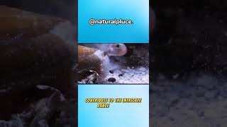 the ocean killer| corns snail 🐌 #animals #shorts