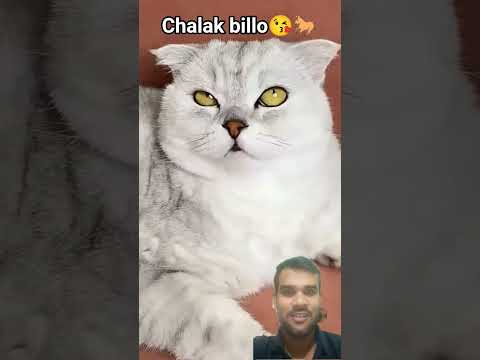 #funny #cat #challenge #memes #comedy #cats