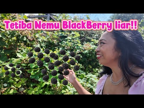 PULANG DARI LAUT MAMPIR KE TEMPAT MERTUA, EH MALAH PINGIN PANEN BLACKBERRY