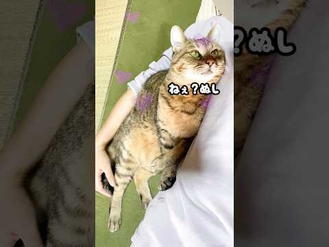 【悶絶】お母さんを何度も見つめる元野良猫が可愛すぎてたまらない♡ #元野良猫 #甘えん坊 #猫のいる暮らし