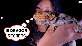 5 Things Your Bearded Dragon Wishes You Knew