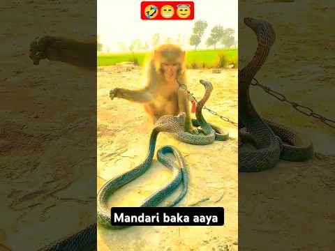 #monkey #snake #snakevideo #fun#funny#funnyanimals #funnymemes #monkey vs snake#cute
