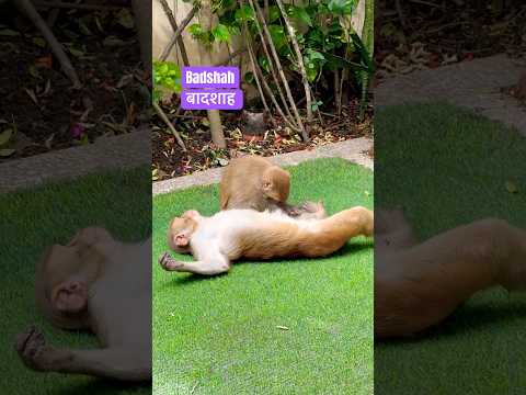 The kingship of the monkeys. #leader #Short