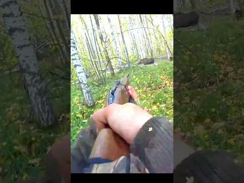 Perfect shot of moose in jungle #hunting #deer#moose#chasse#