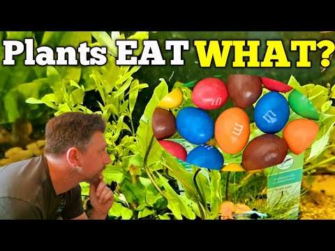 Walstad Method Explained_ How Aquarium Plants Get  Walstad Method_ How Aquarium Plants Get Nutrients—Macronutrients & Micronutrients Explained!

Time