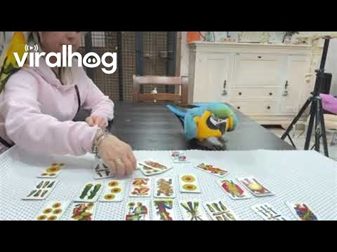 Macaw Impressively Counts Cards  || ViralHog