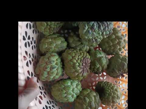 Sitafal#Custard Apple#Benefits of Custard Apple#Nutrition#Side Effects#like #subscribe🤪🤪21.10.2025👍🏻