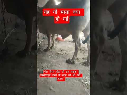 यह गौ माता क्या हो गई #13million #farming #cow #100millon #gaumata #motivation #indiancow