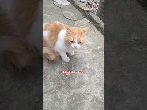 boleh minta makanan om #cat #kucing #cute #funny