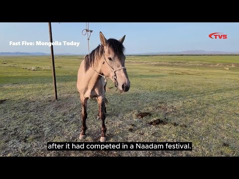 FAST FIVE: Mongolia Today (Prizewinning foal stolen and mutilated, recovered after year-long search)