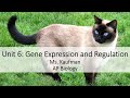 Exploring Gene Regulation and DNA Replication