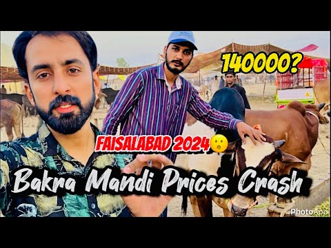 Bakra Mandi 2024 Faisalabad - Latest Prices 1 Day before EID