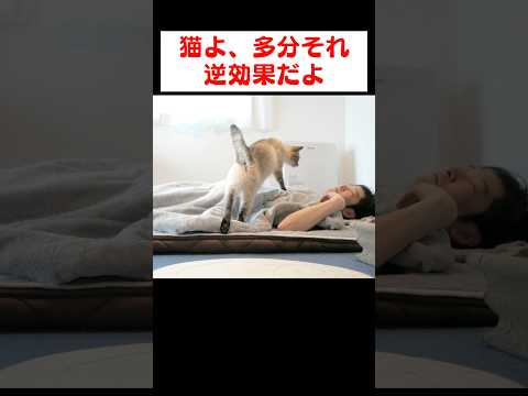 起こしにきてくれる猫に一言言いたい…