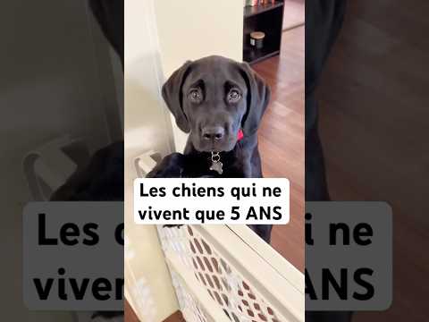 Les races de chien qui vivent le moins longtemps…