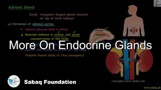 More On Endocrine Glands