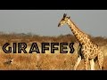 Giraffe Facts and Conservation Status