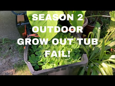 SECOND YEAR OF SUMMER OUTDOOR FISH GROWING FAIL! This was the second season of growing fish outside in a summer tote and in my opinion as cool as an 