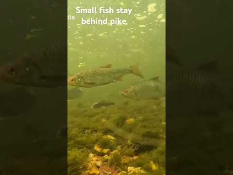 small fish know to keep away from the pointy end! 