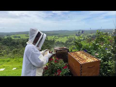 Beginner Beekeeping ��